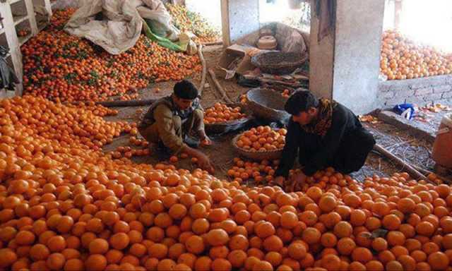 بنگلہ دیش کے پاکستان سے پھل درآمد کرنے کے امکانات روشن