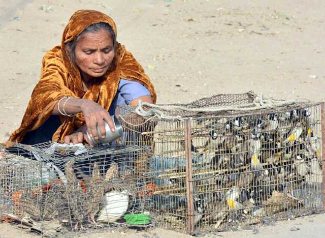 حیدرآباد: خاتون اپنے گزر بسر کے لیے پرندے فروخت کر ہری ہے