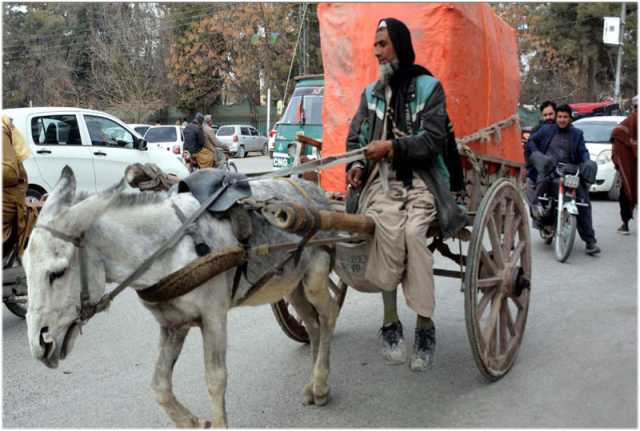 کوئٹہ ،گدھا گاڑی والا بزرگ بھاری سامان لاد کر لے جارہاہے جو کسی بھی حادثے کاباعث بن سکتاہے